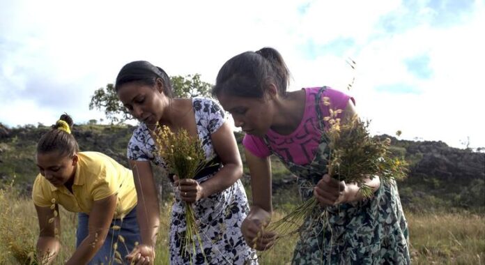 A luta quilombola pela preservação de práticas agrícolas tradicionais no Brasil