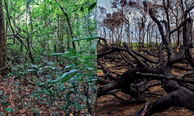 COP30 no Pará: um evento climático com contradições ambientais