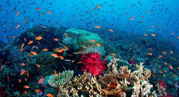Comércio terá papel fundamental no futuro dos oceanos, diz agência da ONU