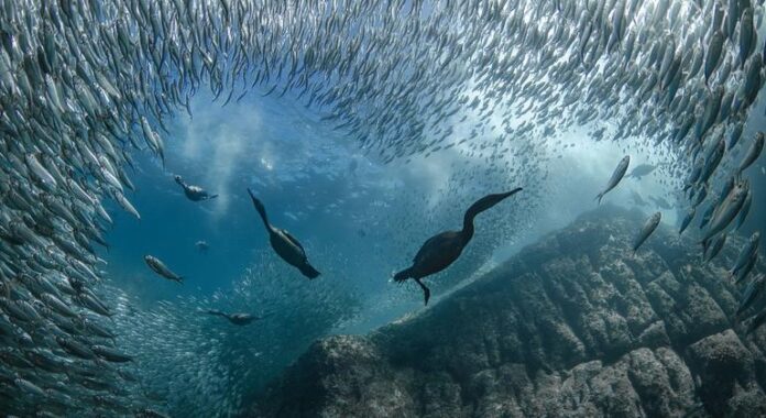 Conferência dos Oceanos da ONU termina, na França, com série de compromissos