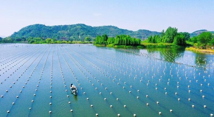 Produção agrícola e pesqueira global crescerá 14% até 2034, diz relatório