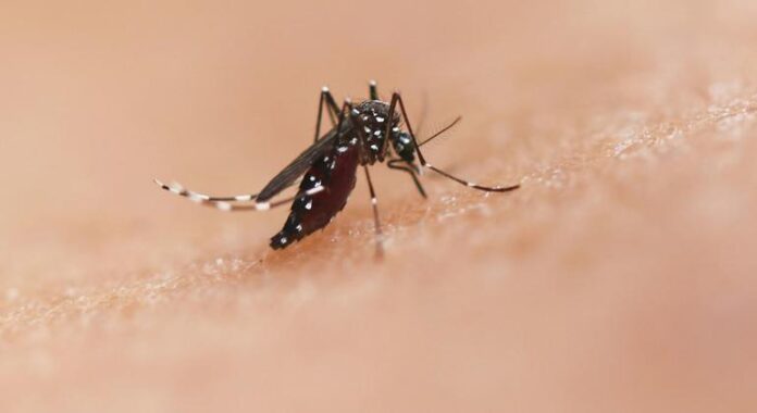 Surtos de chikungunya e expansão do vírus oropouche geram alerta nas Américas