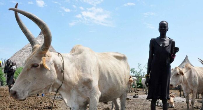 Campanha de vacinação quer proteger 9,4 milhões de animais no Sudão