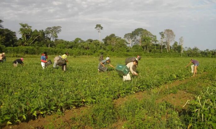 COP30 poderá gerar R$ 3,3 milhões para agricultores familiares