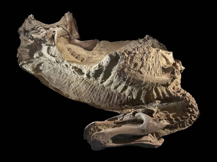 fossil-dino-1-1.jpg
