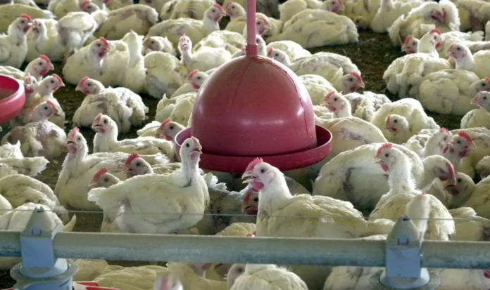 China suspende proibição de compra de carne de frango do China suspende proibição de compra de carne de frango do Brasil