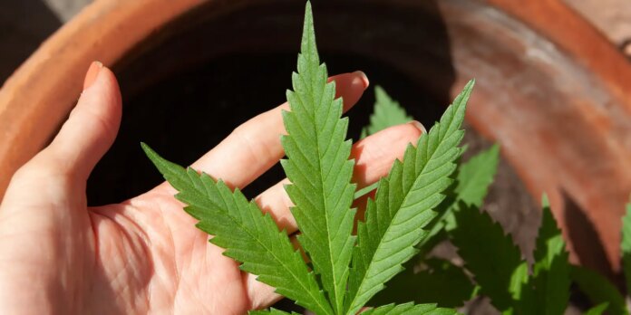 STJ adia prazo para regulamentação do plantio de cannabis medicinal