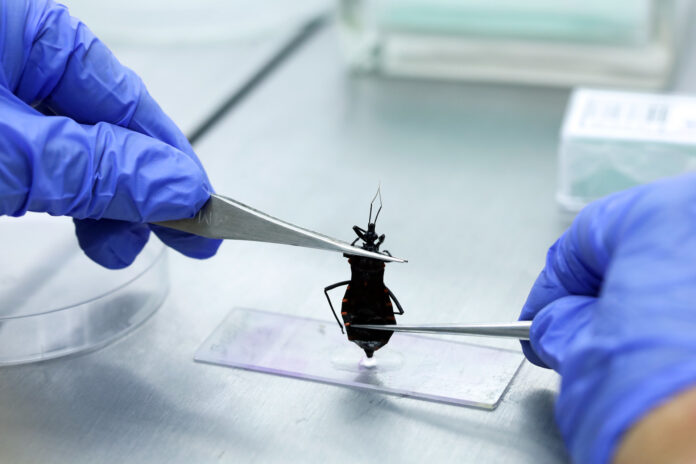 Ministério da Saúde investe R$ 12 milhões contra Doença de Ministério da Saúde investe R$ 12 milhões contra Doença de Chagas