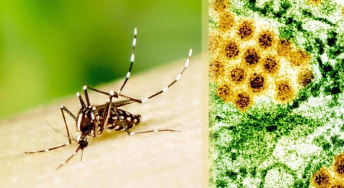 OMS nas Américas atribui aumento de casos de dengue a OMS nas Américas atribui aumento de casos de dengue a mudanças ambientais