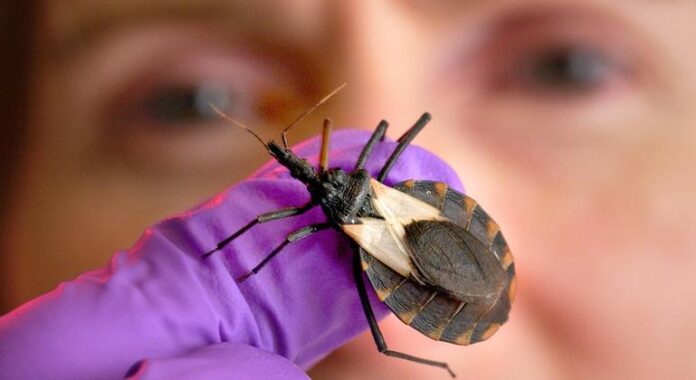 Dia Mundial de Combate à Doença de Chagas foca em Dia Mundial de Combate à Doença de Chagas foca em estigmas sobre mulheres