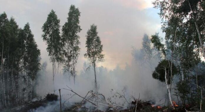 Florestas em Portugal impulsionam transição verde apesar de incêndios